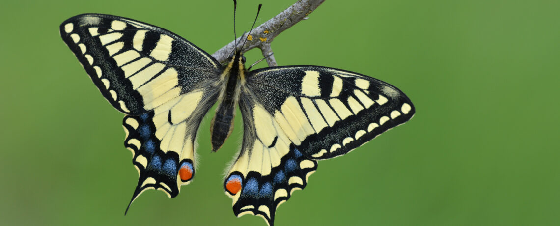 World Swallowtail Day 2024 – 9 June